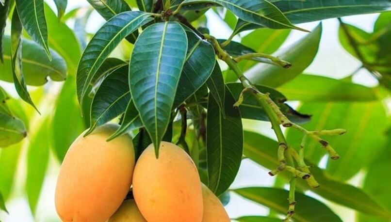 Infusión de hojas de mango para controlar la diabetes