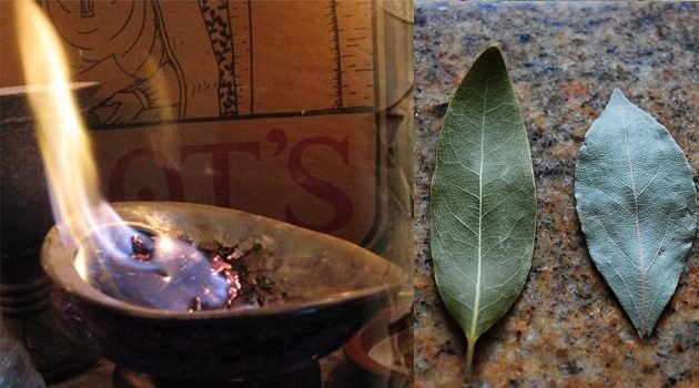 Las hojas de laurel y sus efectos tranquilizantes en el cuerpo