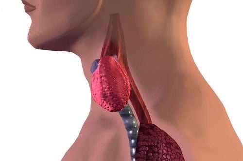 Cómo detectar si tu tiroides está funcionando mal
