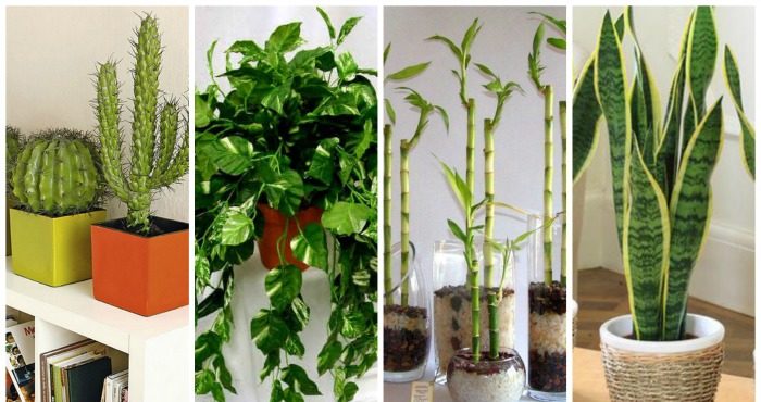 10 plantas que necesitas tener en casa
