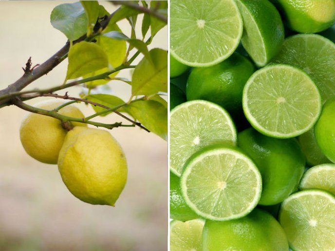 Aprende a plantar limones en una taza para decorar y perfumar tu hogar