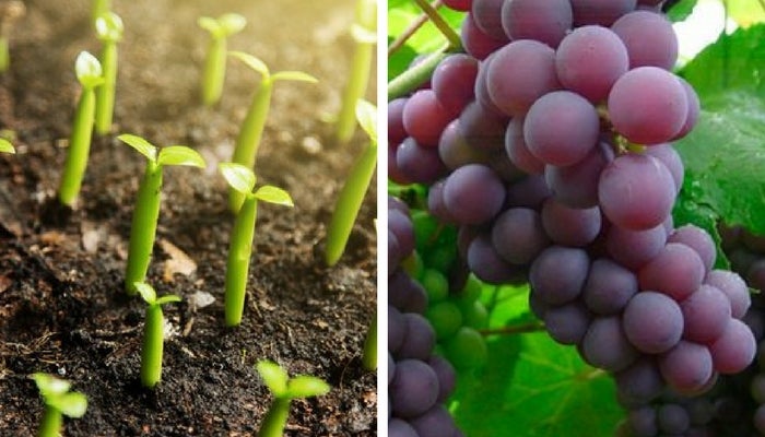 Cómo cultivar uvas para crecer en macetas