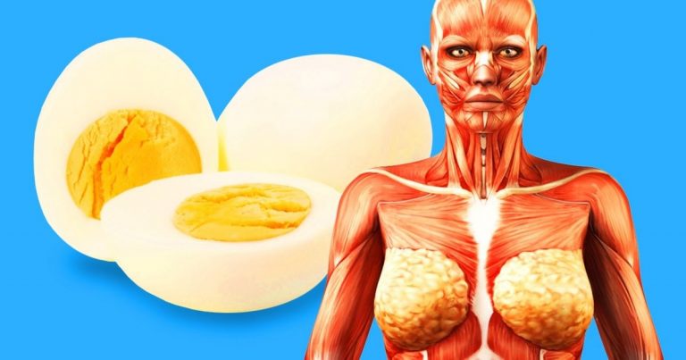 Que le pasa a tu cuerpo cuando empiezas a comer dos huevos al día