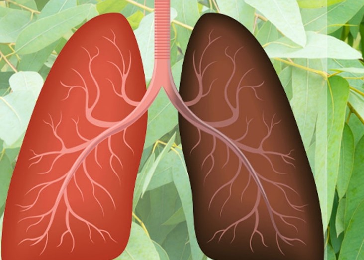 9 Plantas y hierbas que combaten las infecciones y aumentan la salud pulmonar